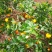 麻阳正宗富硒冰糖橙