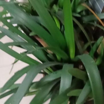 银杏果