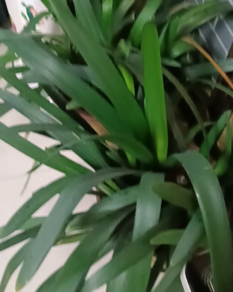 银杏果