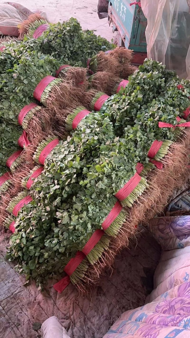 精品香菜25-30公分左右，根肥叶大叶片发亮地头装货，