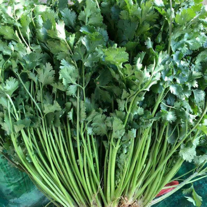 本地香菜大量供货中