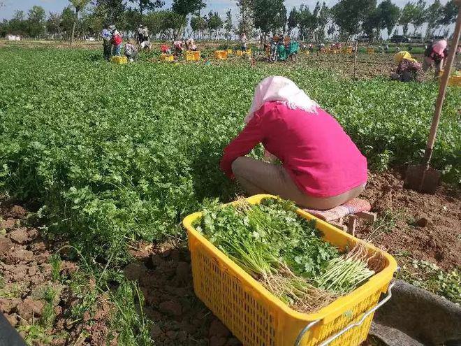 松原香菜采收现场