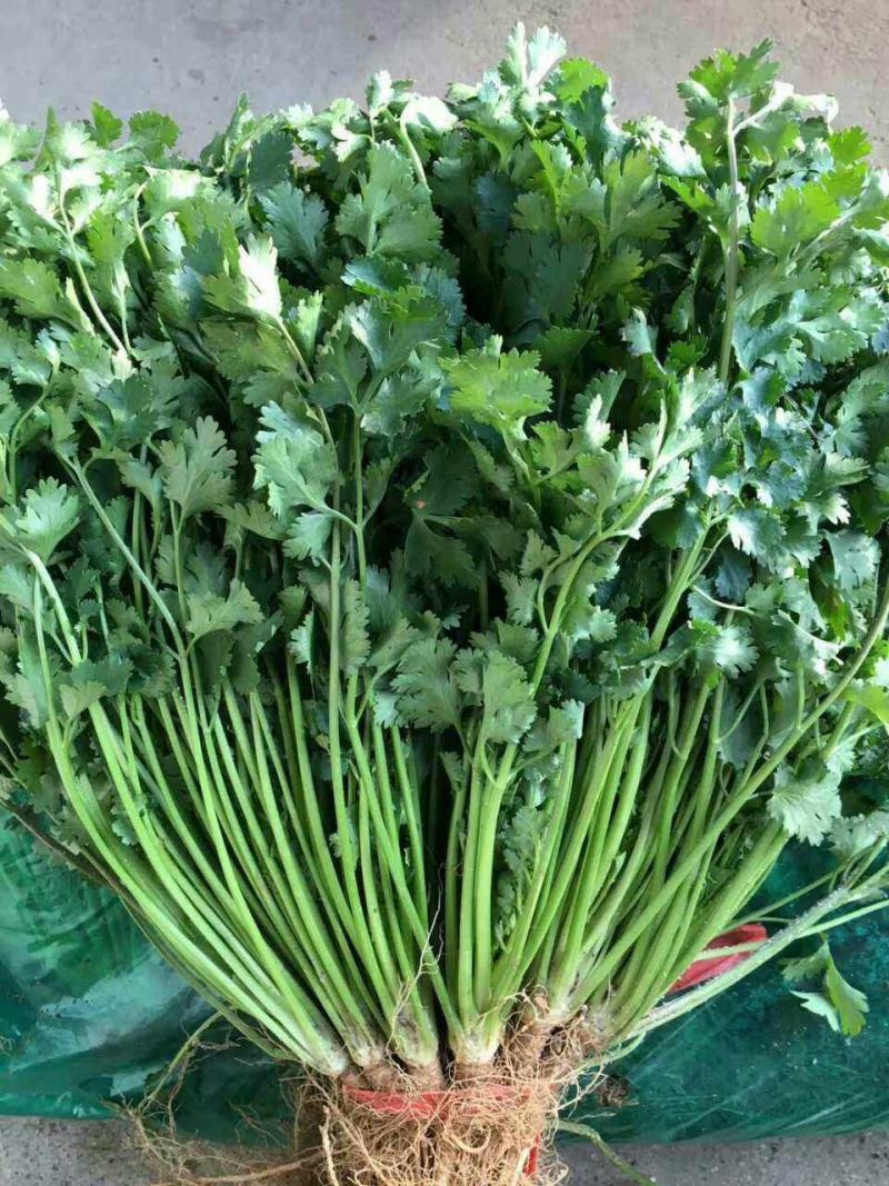 本地香菜大量供货中