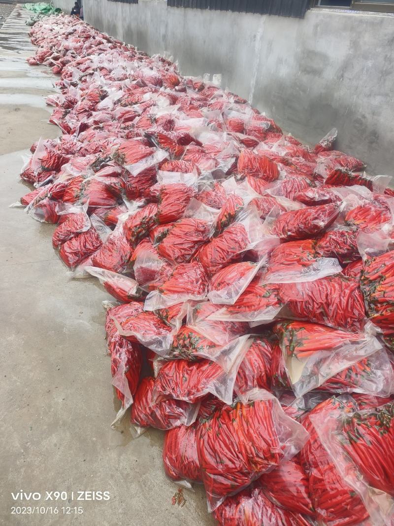 精品泡椒一手资源产地直发诚信经营