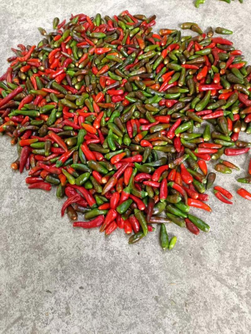 精品泡椒一手资源产地直发诚信经营