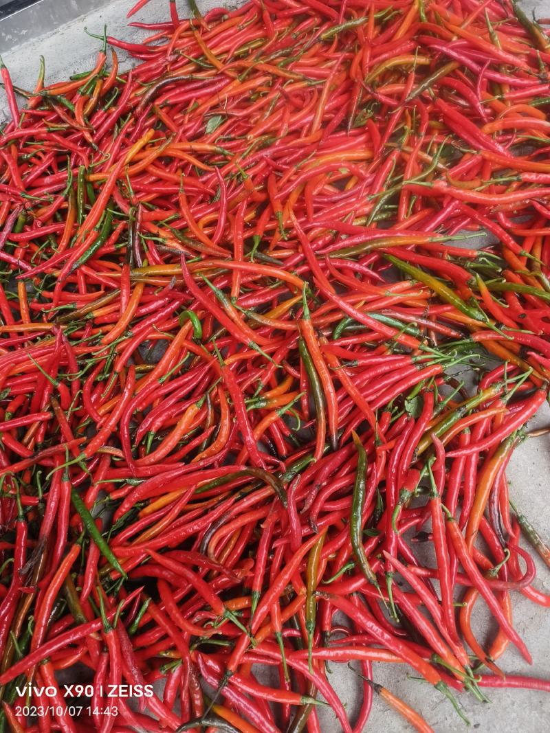 精品泡椒一手资源产地直发诚信经营