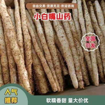 河北安平小白嘴山药大量供应产地直发保质保量各种规格对接