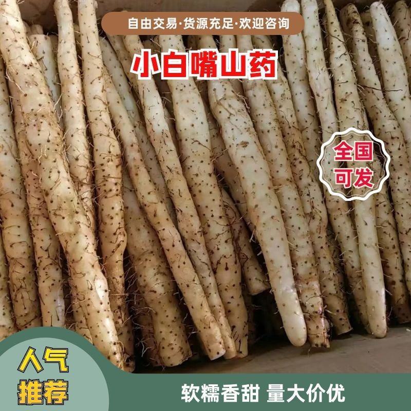 河北安平小白嘴山药大量供应产地直发保质保量各种规格对接