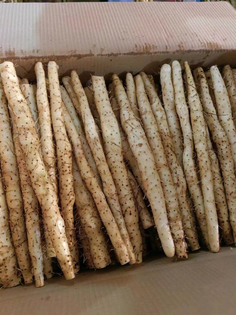 小白嘴山药电商专用网包装对接全国客商河北安平产地直发