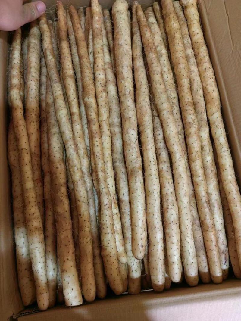 小白嘴山药电商专用网包装对接全国客商河北安平产地直发