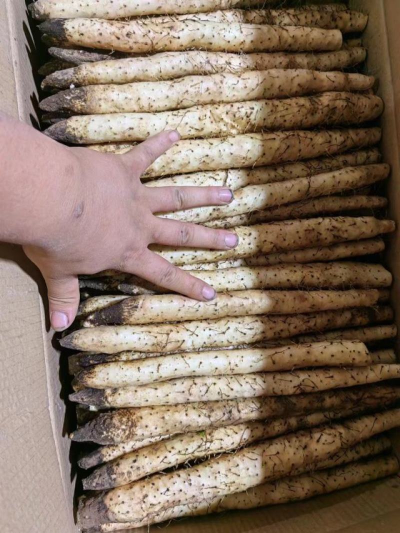 小白嘴山药电商专用网包装对接全国客商河北安平产地直发