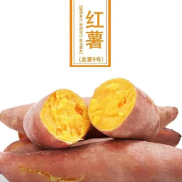 精选龙薯九号大量上市，价格优惠，货源充足，欢迎采购