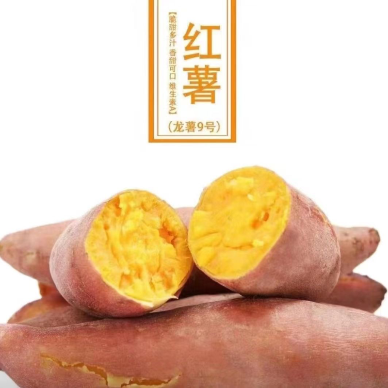 精选龙薯九号大量上市，价格优惠，货源充足，欢迎采购