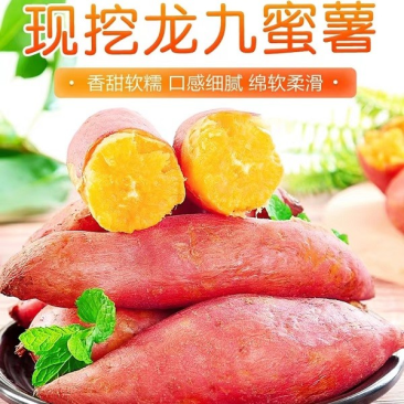 龙九红薯大量有货,物美价廉,货源充足,欢迎各位老板采购