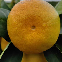 陕西柑橘蜜橘大量出货全国发货个头饱满皮薄肉多