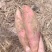 烟薯25蜜薯糖心软糯香甜产地一手货源今年新货价格合适