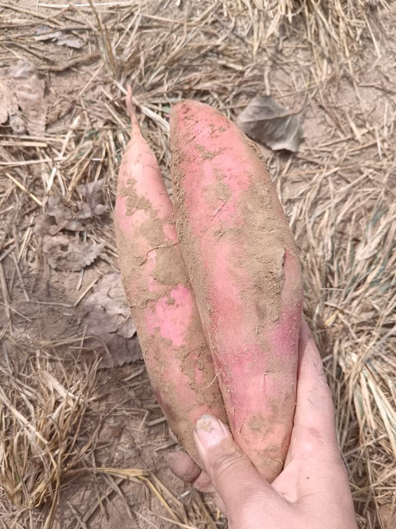 烟薯25蜜薯糖心软糯香甜产地一手货源今年新货价格合适