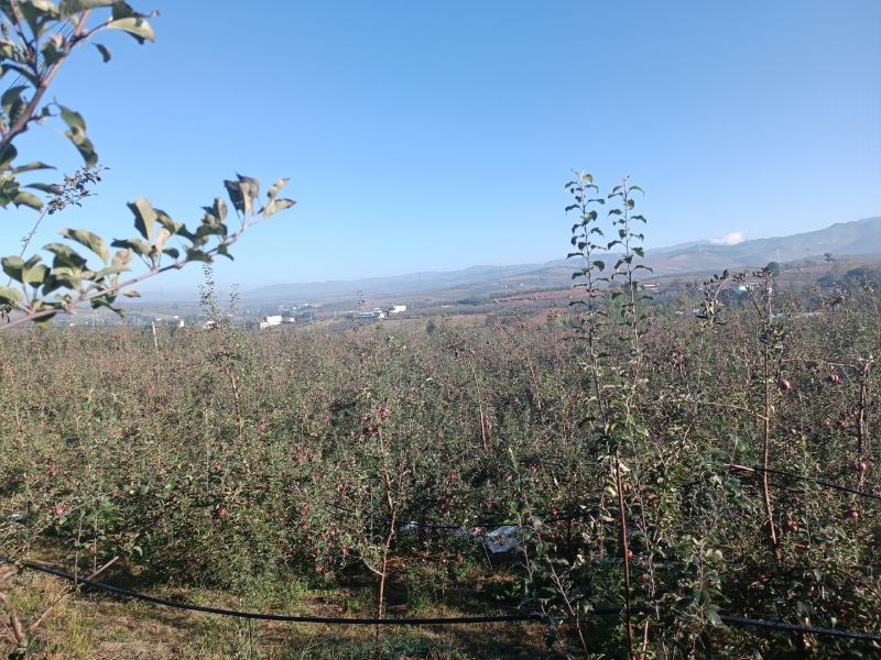 四川大凉山丑苹果