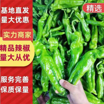 万亩鲜辣椒基地芜湖椒品种多现摘现发供应全国各地市场