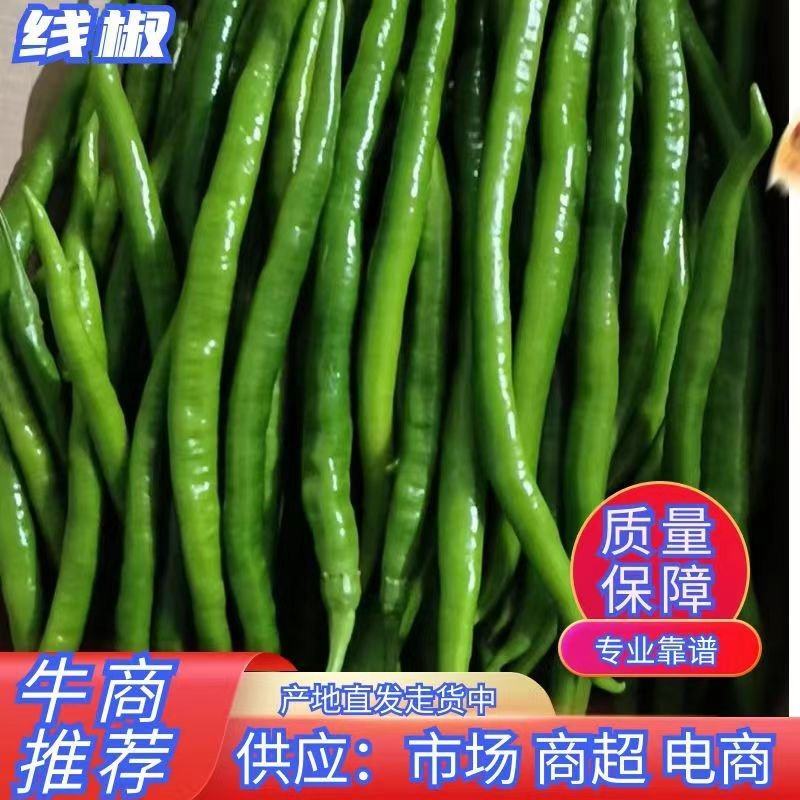 【实力】夏邑鲜辣椒，线椒，青条，黑条货源充足，量大优惠。