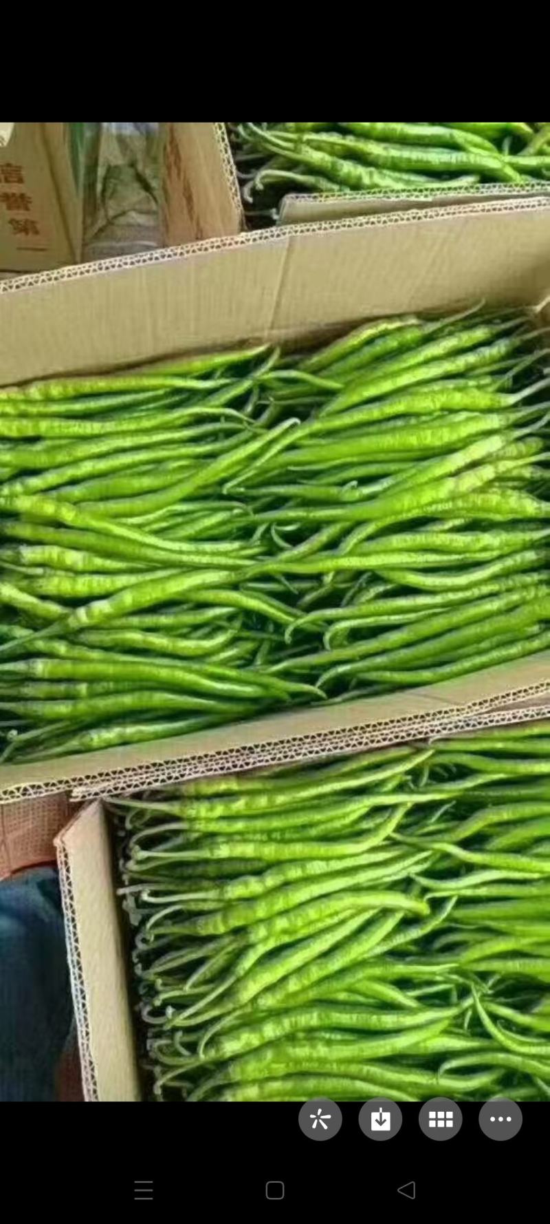 【实力】夏邑鲜辣椒，线椒，青条，黑条货源充足，量大优惠。