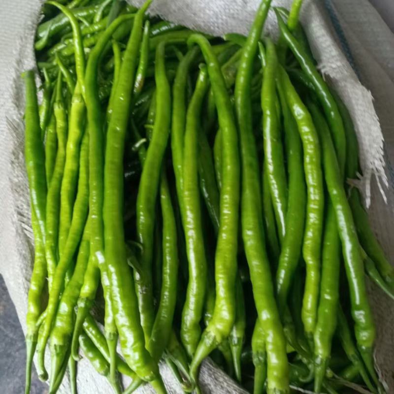 【实力】夏邑鲜辣椒，线椒，青条，黑条货源充足，量大优惠。