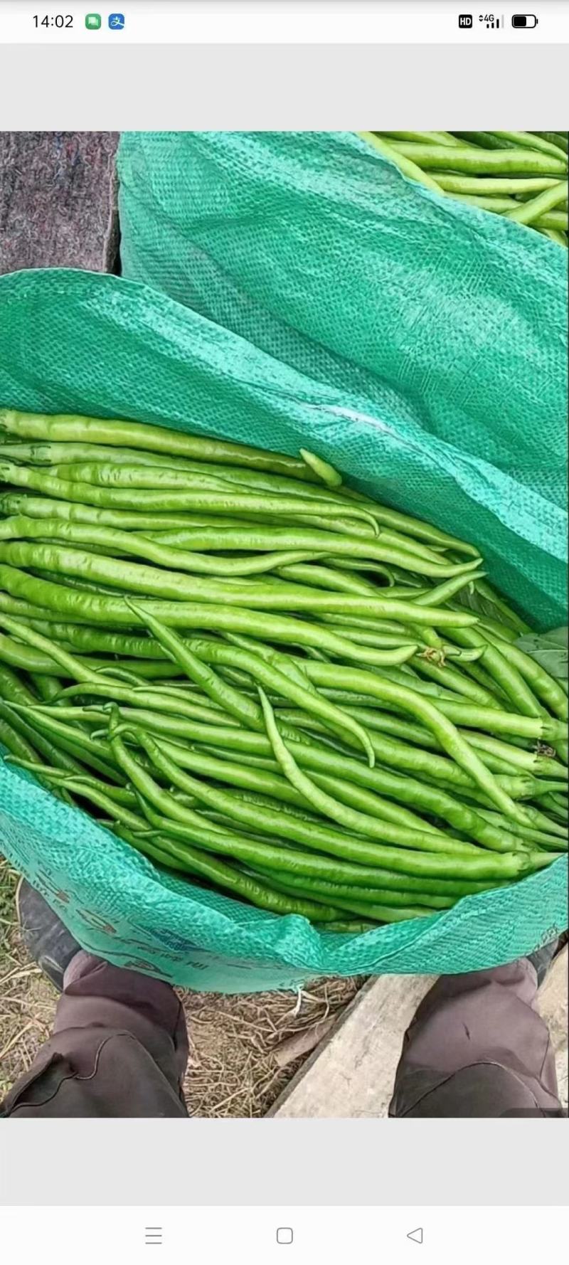 【实力】夏邑鲜辣椒，线椒，青条，黑条货源充足，量大优惠。