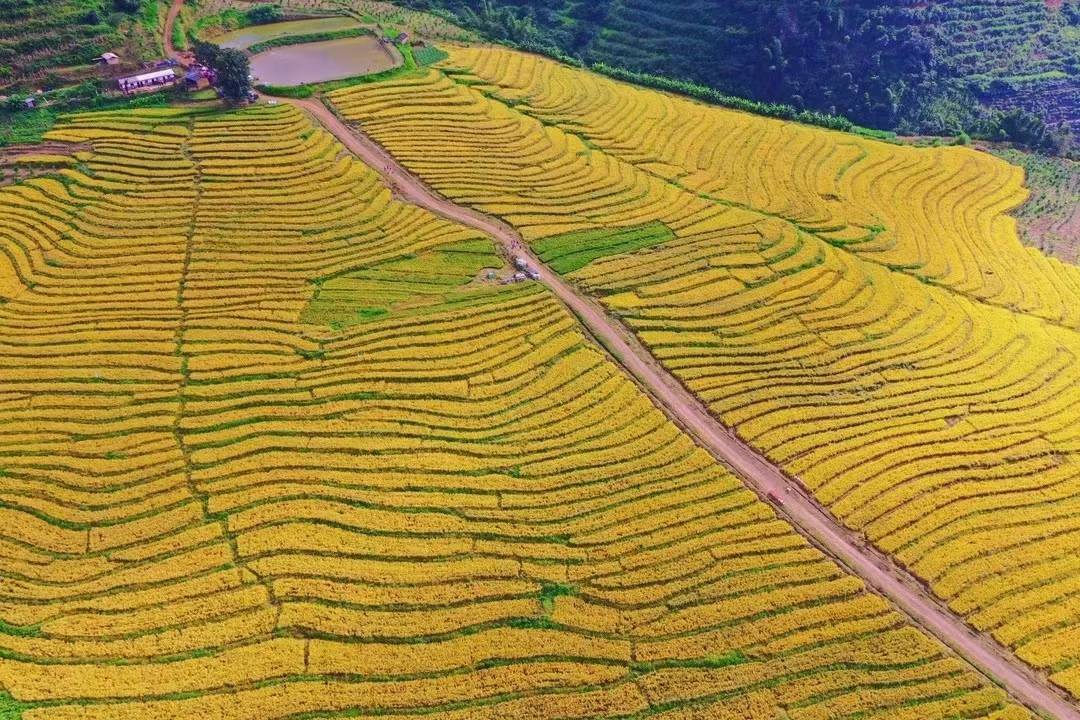 沂蒙山区梯田种植小米航拍图