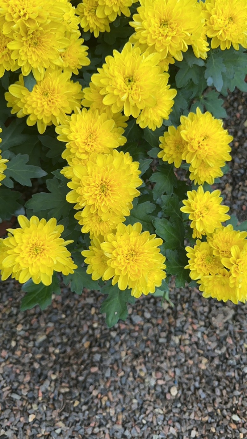 进口多色荷兰菊