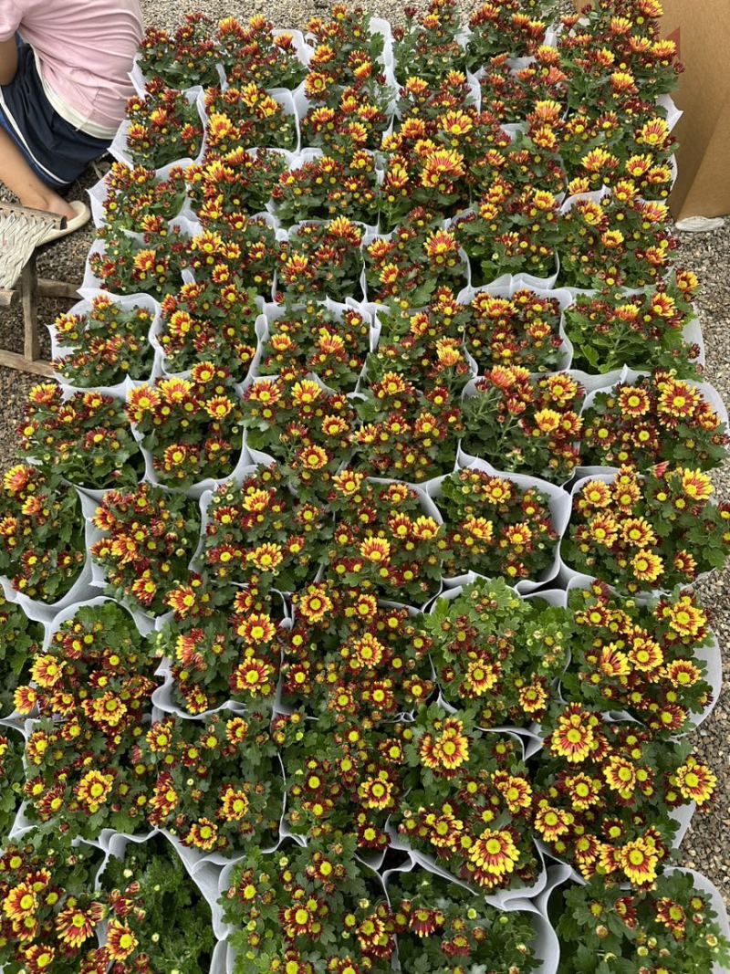 进口多色荷兰菊