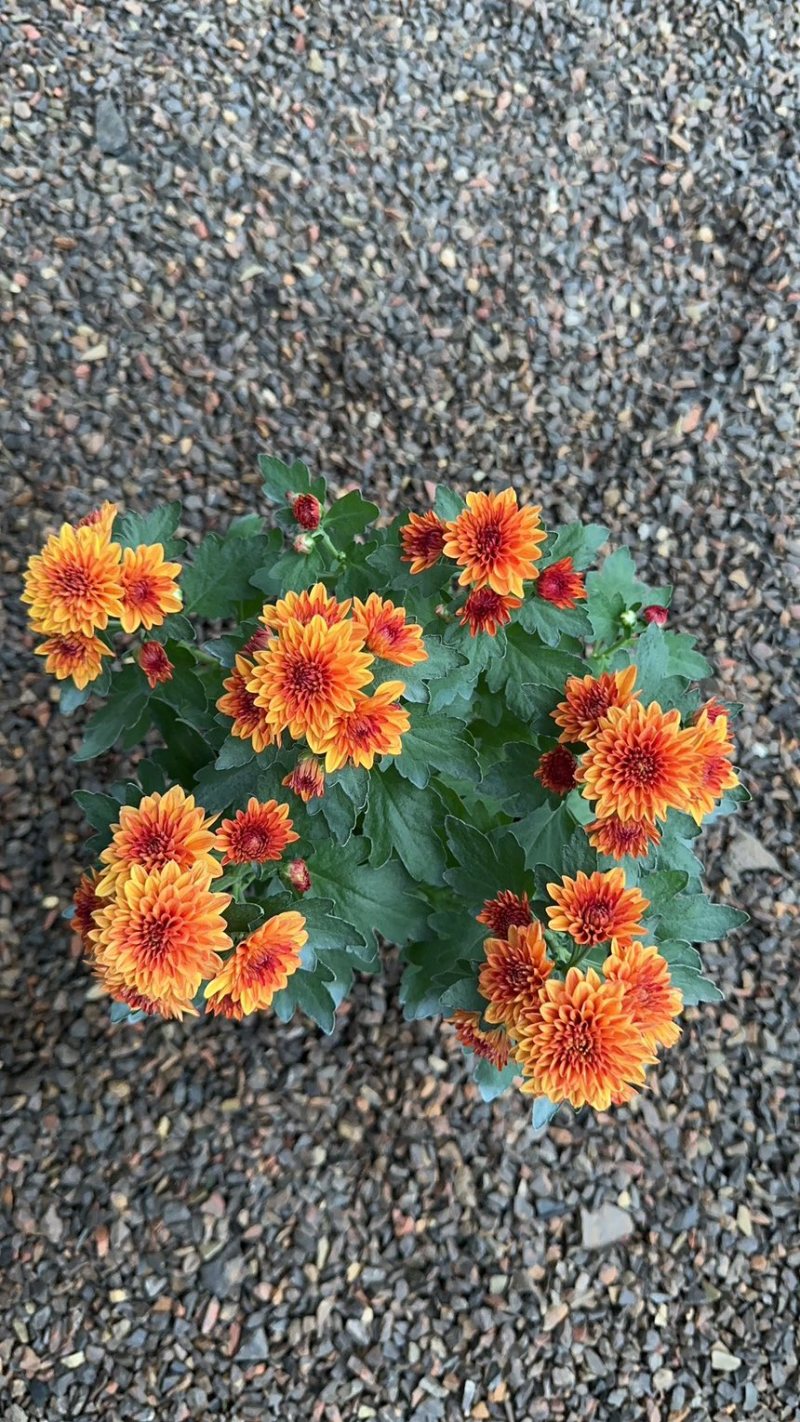 进口多色荷兰菊