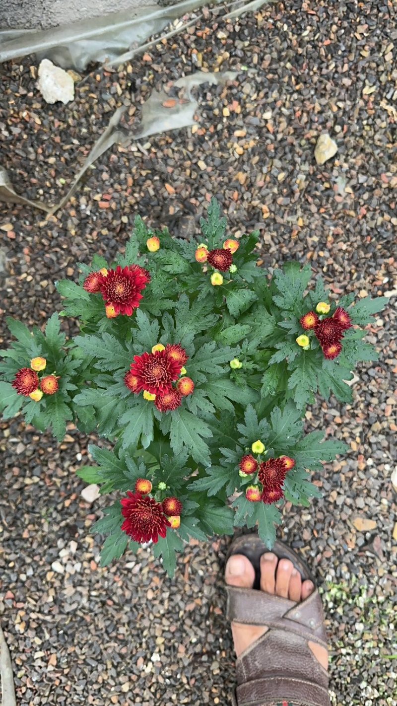 进口多色荷兰菊