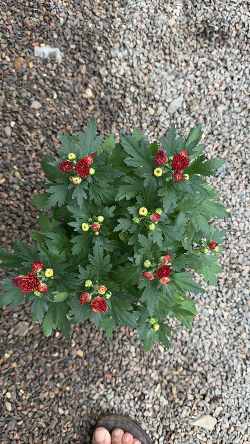 进口多色荷兰菊