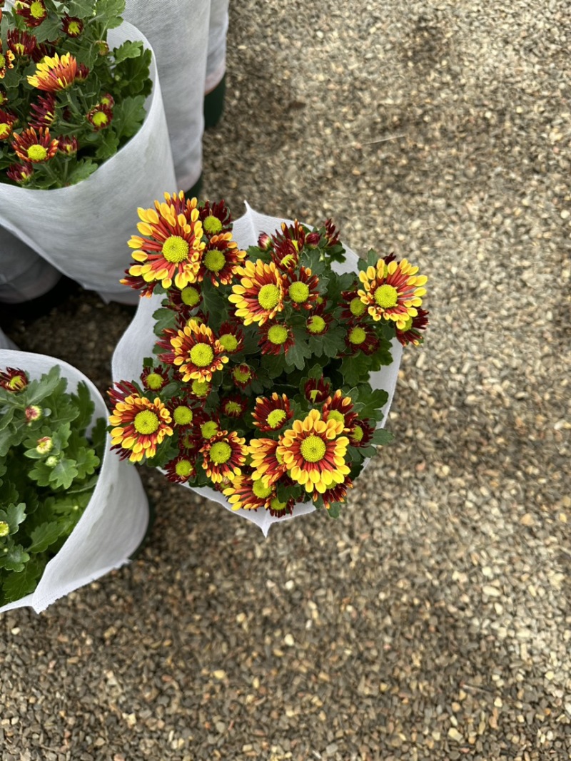 进口多色荷兰菊