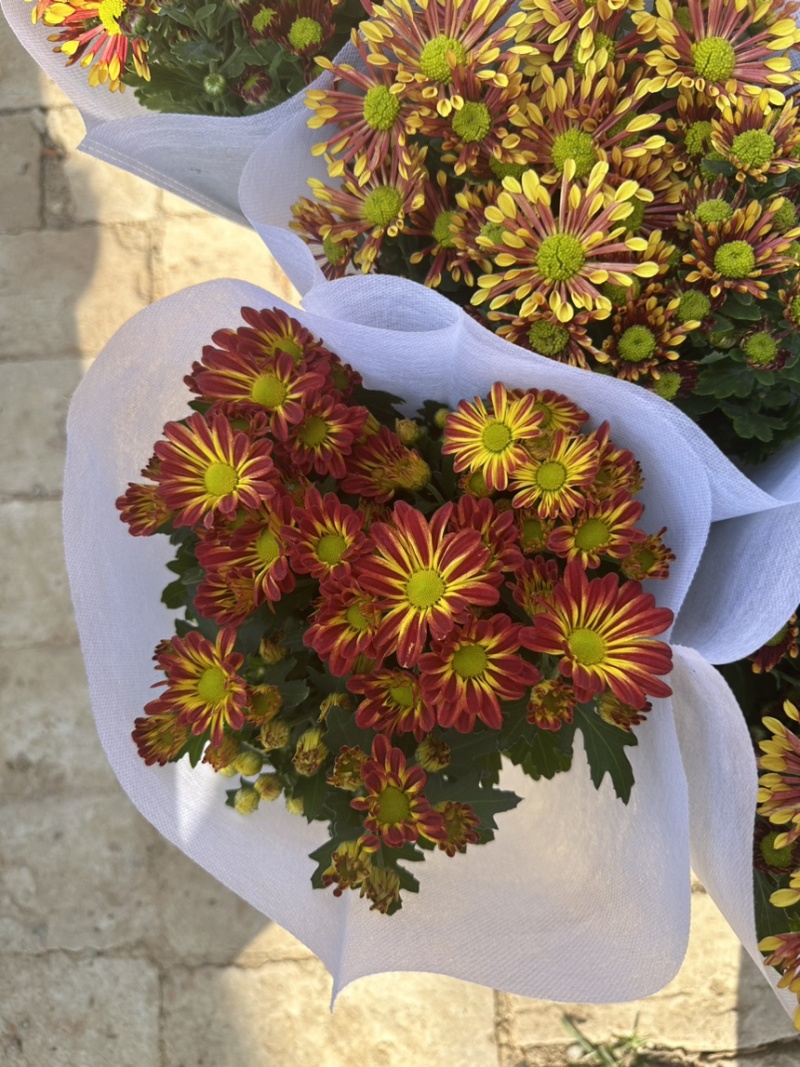进口多色荷兰菊