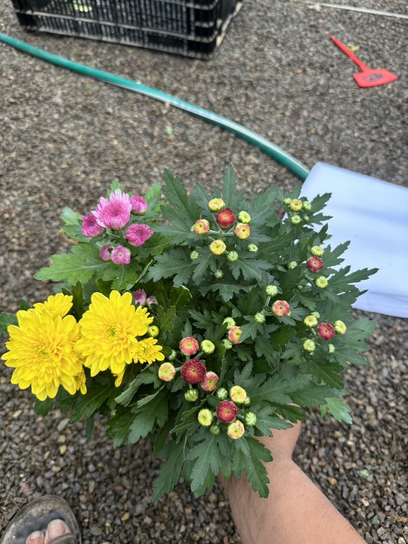 进口多色荷兰菊