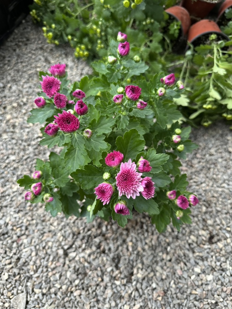 进口多色荷兰菊