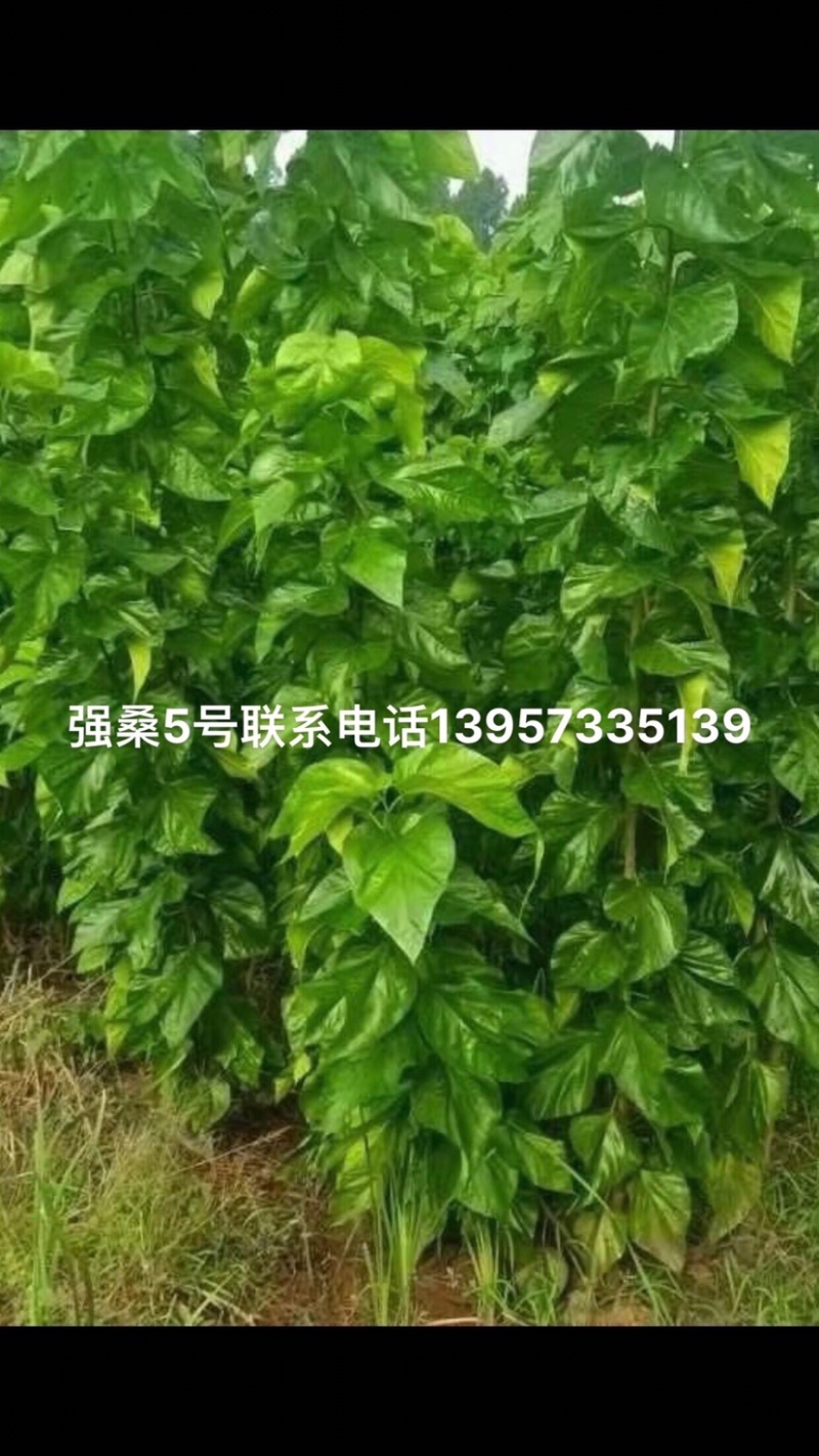 强桑5号