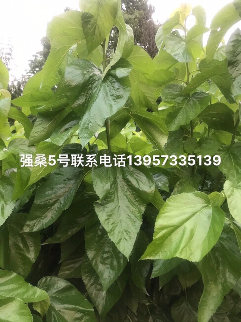 强桑5号