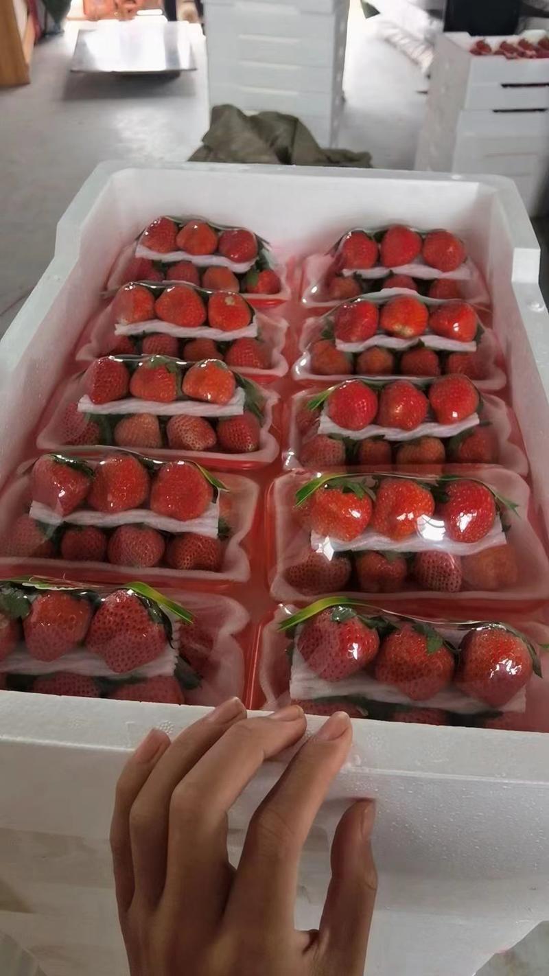新鲜奶油草莓大量上市品种齐全价格便宜支持一件代发