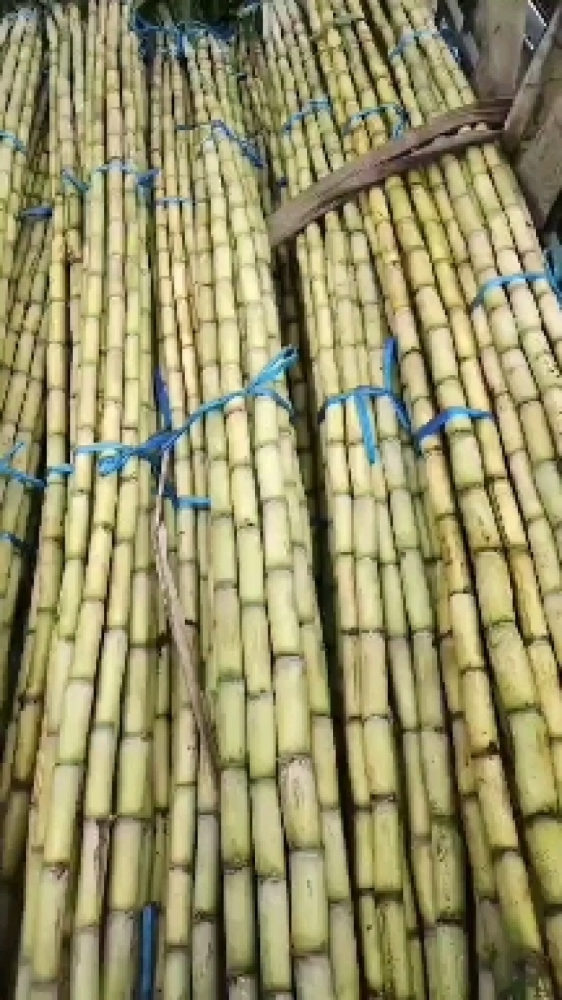 云林玉州精品黄皮甘蔗黄金甘蔗现砍现发现场看货承接批发电商加工