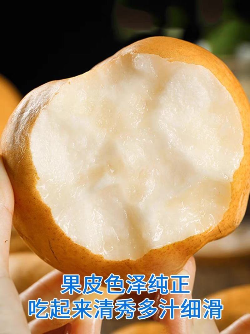 【85以上优质果】山东沙地秋月梨无渣口感脆甜汁水充足