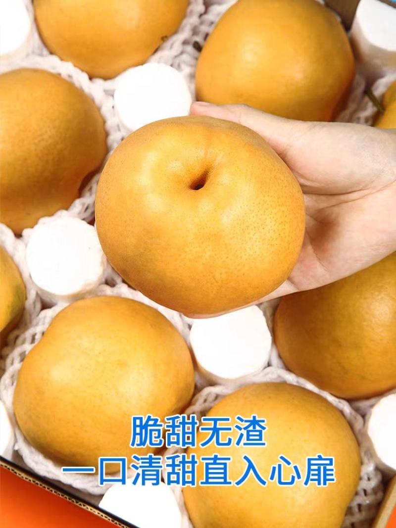 【85以上优质果】山东沙地秋月梨无渣口感脆甜汁水充足