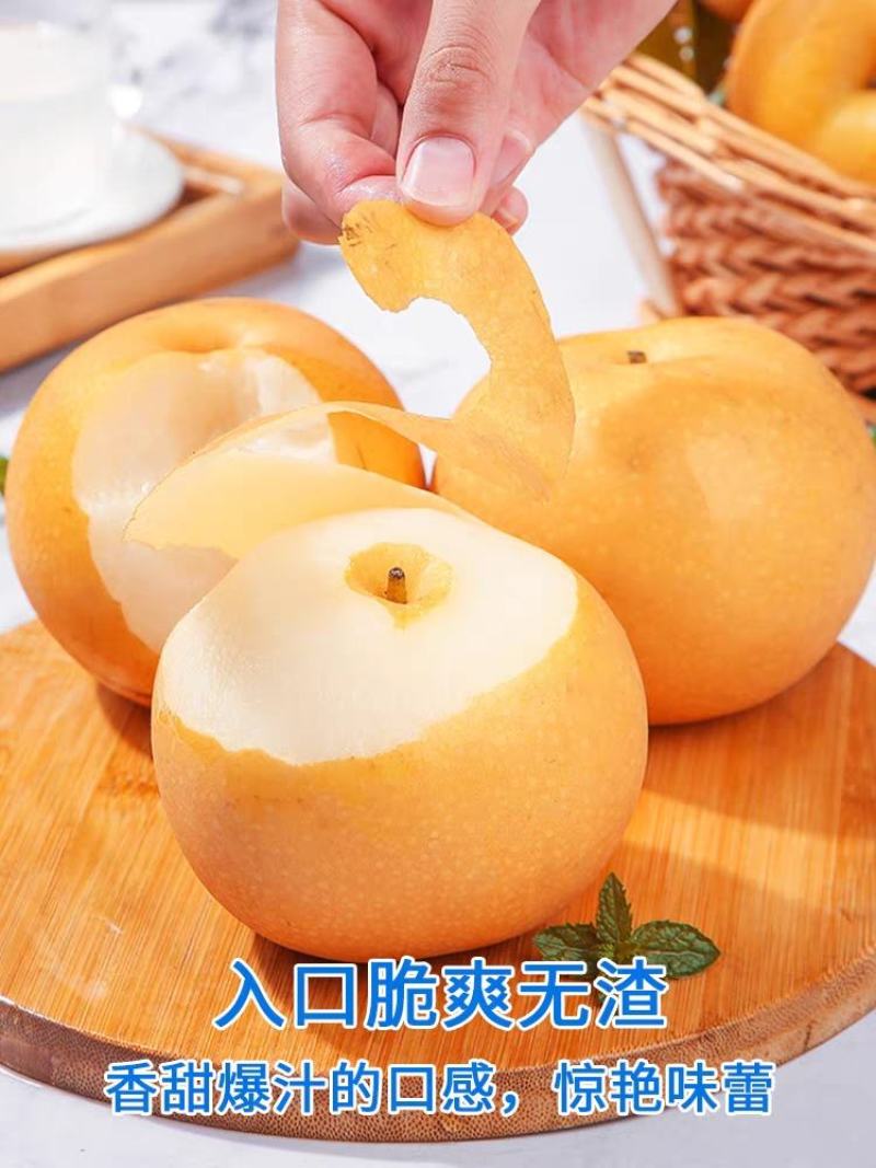 【85以上优质果】山东沙地秋月梨无渣口感脆甜汁水充足