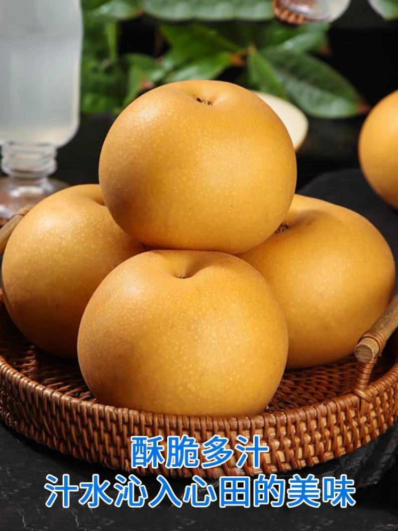 【85以上优质果】山东沙地秋月梨无渣口感脆甜汁水充足