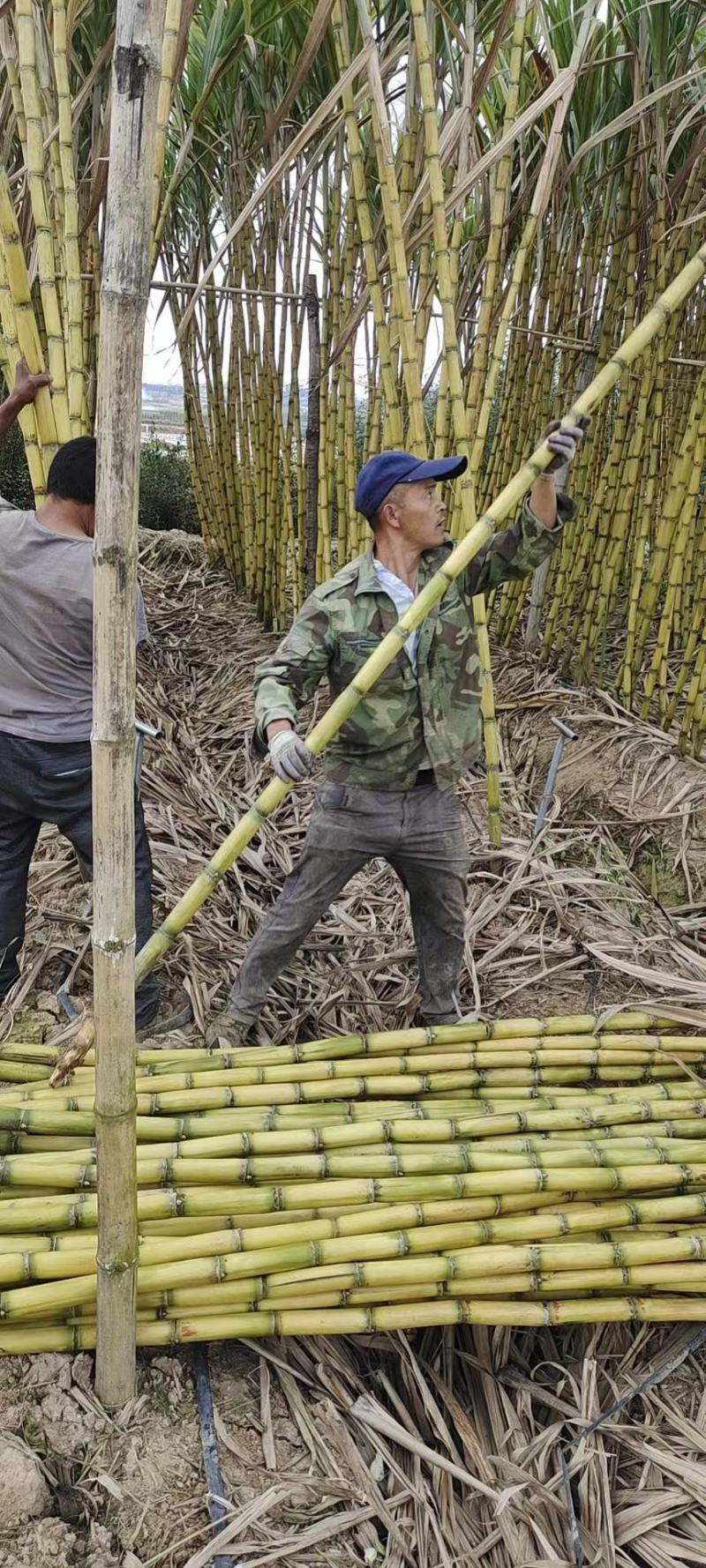 云林玉州精品黄皮甘蔗黄金甘蔗现砍现发现场看货承接批发电商加工