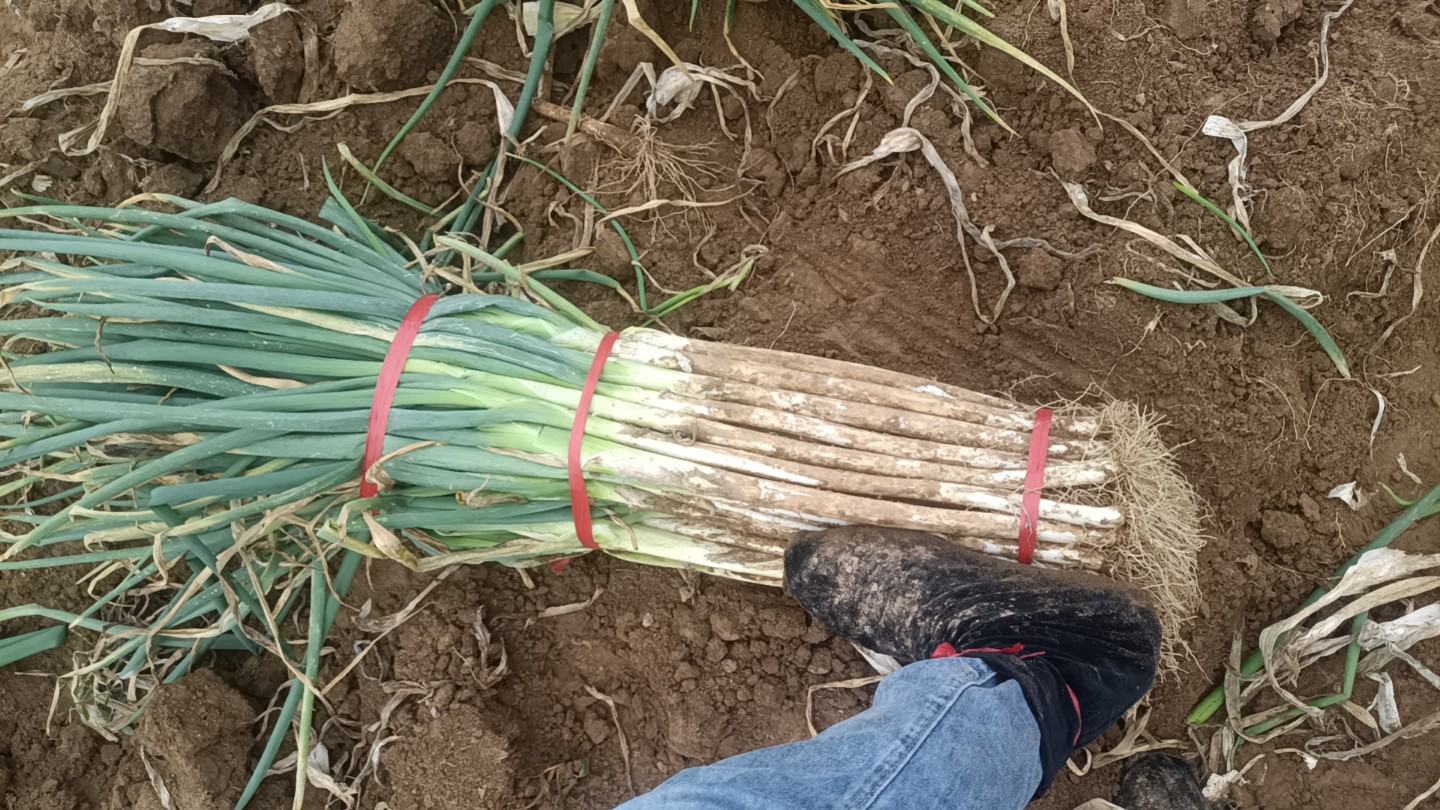 甘肃省酒泉市某合作社农户在田间采收大葱,工人身着蓝色工装,正将刚挖出的大葱整齐摆放于塑料筐中,旁边有质量检测人员使用卡尺测量葱白长度,背景可见冷链运输车辆待装货 酒泉农户正在采收大葱并进行分级包装