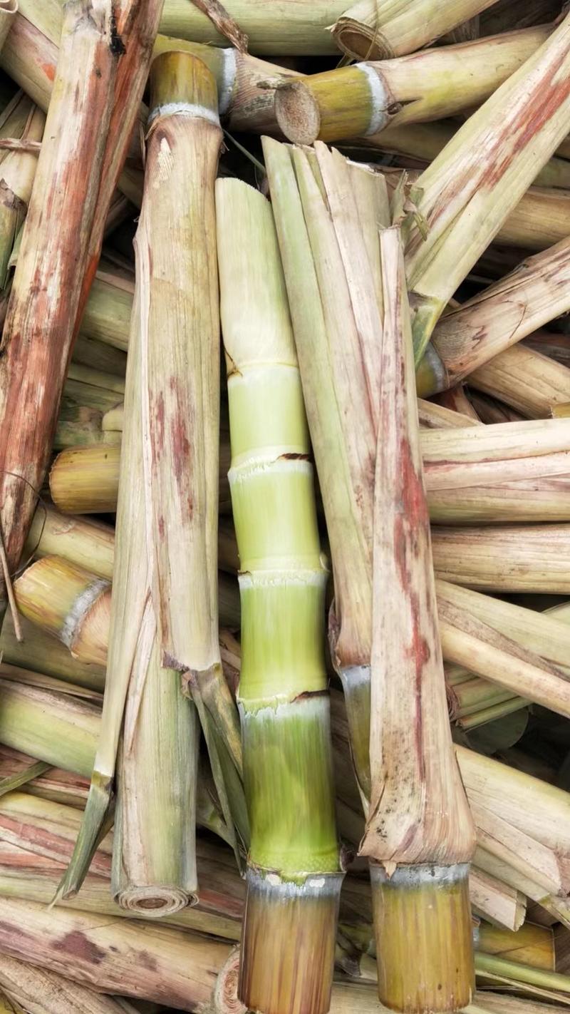 广西玉林优质黄皮甘蔗种子种苗包成活易栽种产量高生长快一代苗