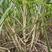 广西玉林优质黄皮甘蔗种子种苗包成活易栽种产量高生长快一代苗