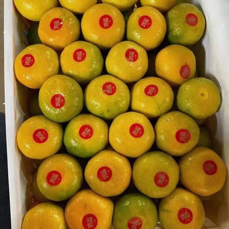 湖北精品蜜橘/产地直发精品特早蜜橘/可视频看货选货